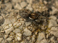 Salticidae