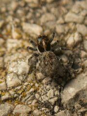 Salticidae