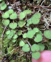 Nertera dichondrifolia