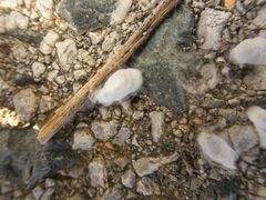 Arthropoda