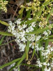 Platysace compressa