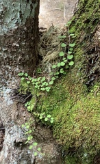 Nertera dichondrifolia