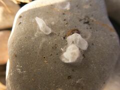 Arthropoda