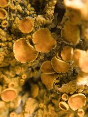 Xanthoria