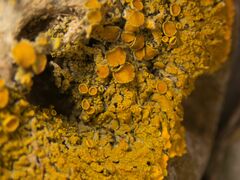 Xanthoria