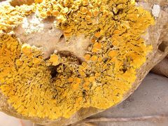 Xanthoria