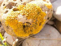 Xanthoria