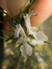 Salvia rosmarinus