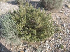 Salvia rosmarinus