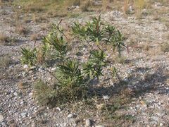 Nerium oleander