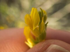 Anthyllis cytisoides