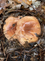 Lactarius xanthogalactus