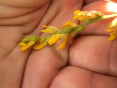 Anthyllis cytisoides