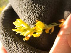 Anthyllis cytisoides