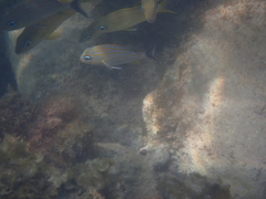 Haemulon carbonarium