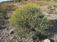 Anthyllis cytisoides