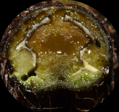 Diplazium viridissimum