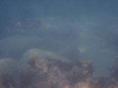 Caranx ruber