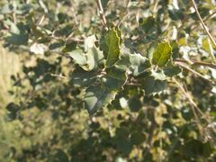 Quercus coccifera