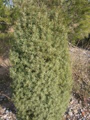 Juniperus