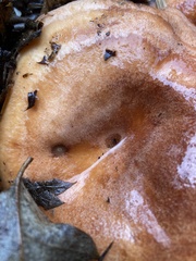 Lactarius xanthogalactus