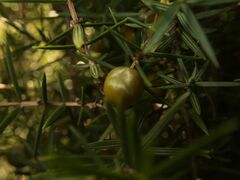 Juniperus
