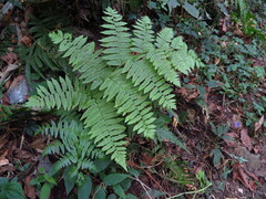 Diplazium viridissimum