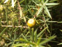 Juniperus