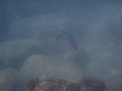 Caranx ruber