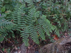 Diplazium viridissimum