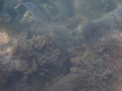 Caranx ruber