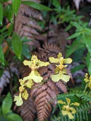 Oncidium sphacelatum