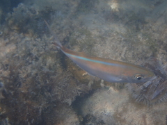 Caranx ruber