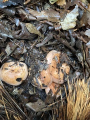Lactarius xanthogalactus