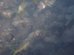 Haemulon carbonarium