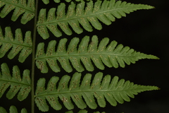 Diplazium viridissimum