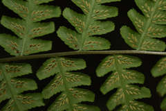Diplazium viridissimum