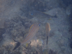 Haemulon carbonarium