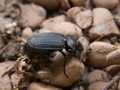 Carabidae