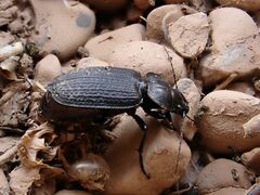 Carabidae