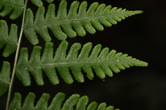 Diplazium viridissimum
