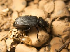 Carabidae