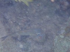 Haemulon carbonarium