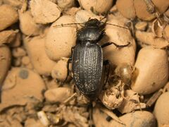 Carabidae