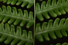 Diplazium viridissimum