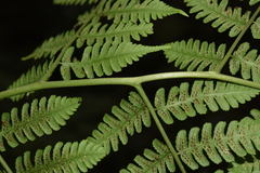 Diplazium viridissimum