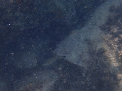 Haemulon carbonarium