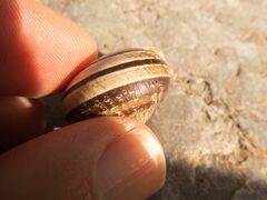 Eobania vermiculata