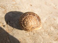 Eobania vermiculata