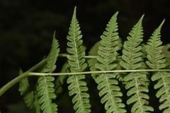 Diplazium viridissimum